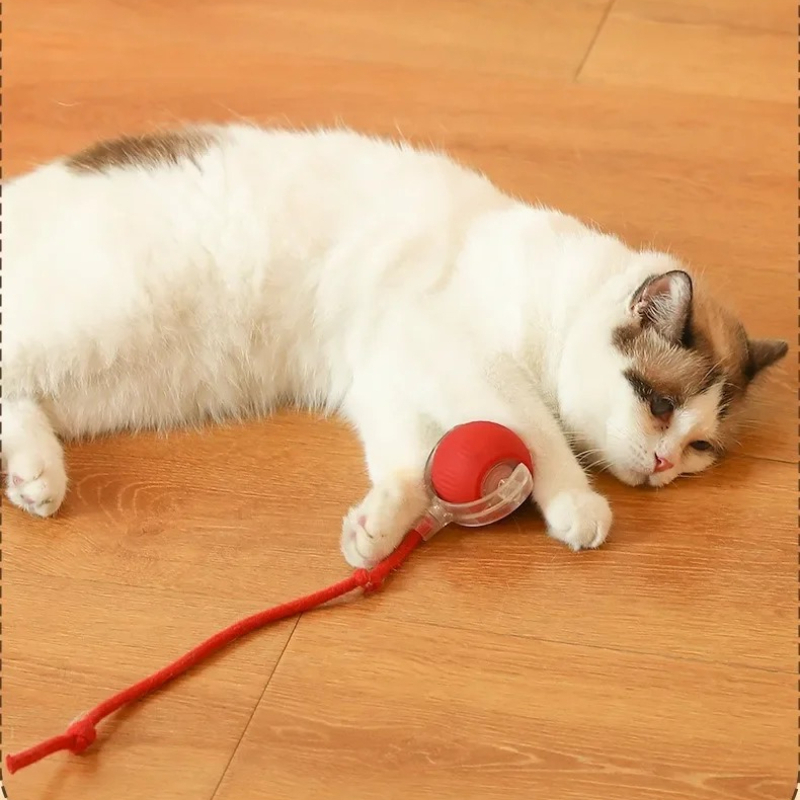 ของเล่นแมวอัจฉริยะ HOT ลูกบอลก - Pet Supplies First บทวิจารณ์และราคา