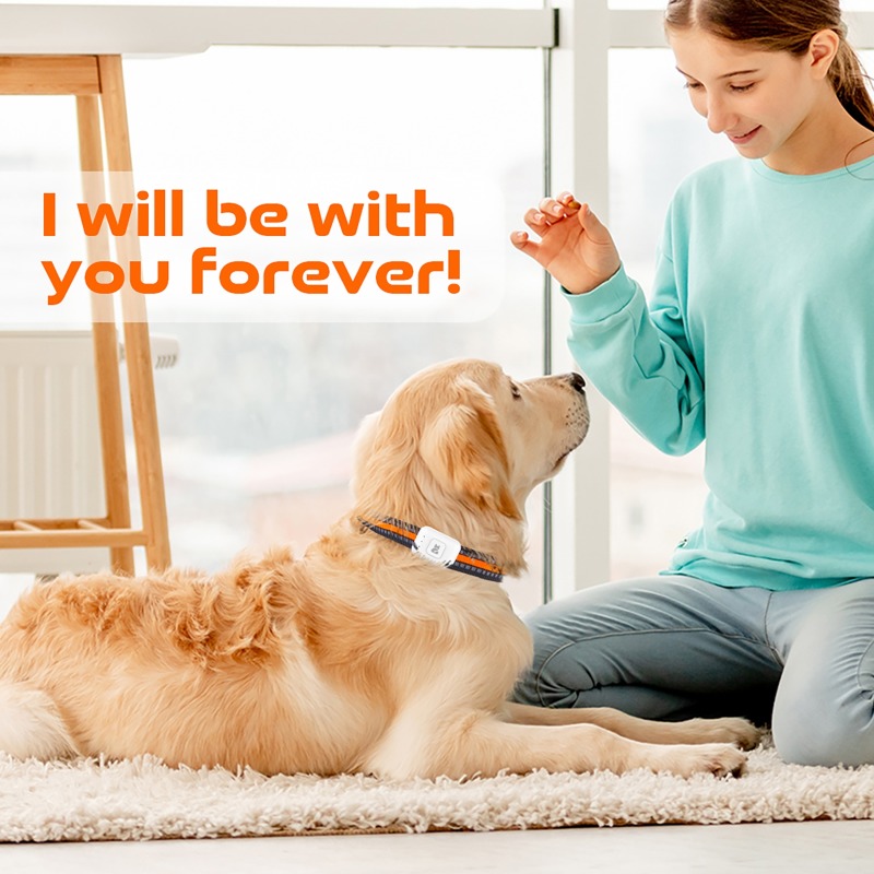 อุปกรณ์ติดตามสัตว์เลี้ยง GPS A - Pet Gps Tracker Collar บทวิจารณ์และราคา