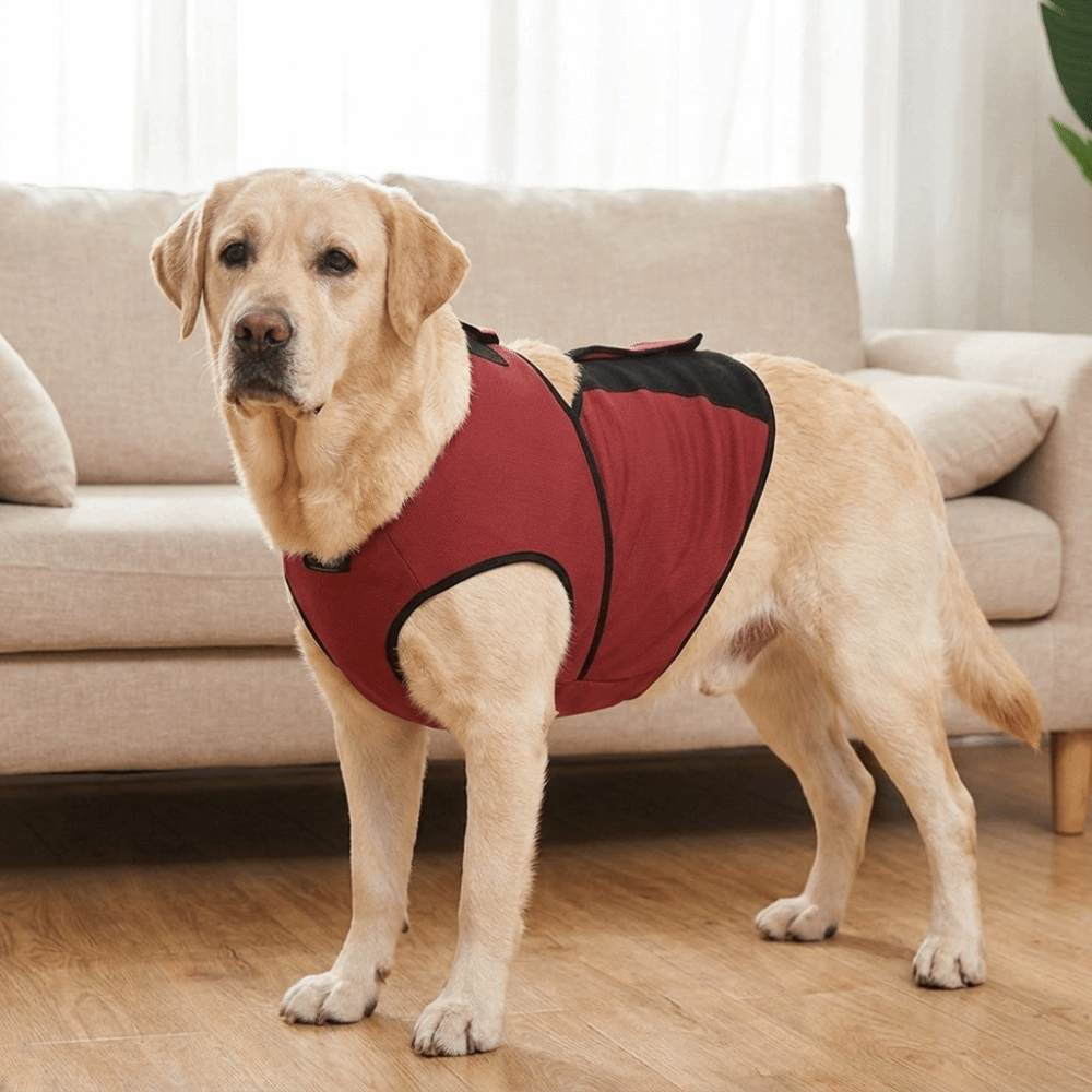 เสื้อกั๊กสำหรับสุนัขที่ช่วยลดค - Dog Anxiety Vest บทวิจารณ์และราคา
