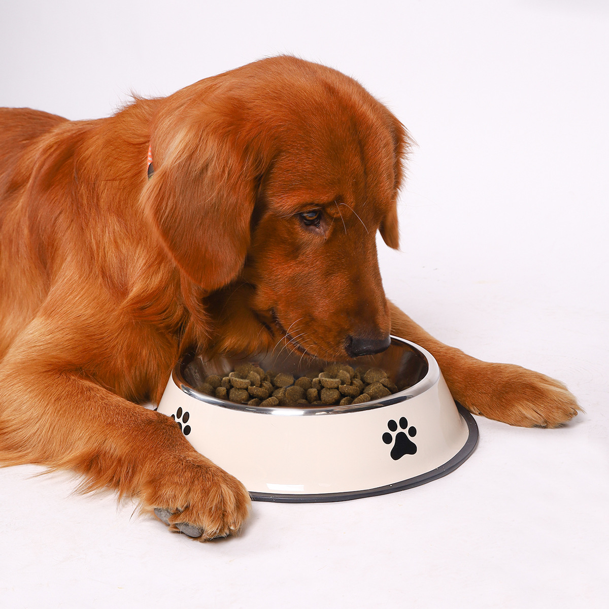 ชามอาหารสัตว์เลี้ยงสแตนเลสความ - Pet Supplies Plus บทวิจารณ์และราคา