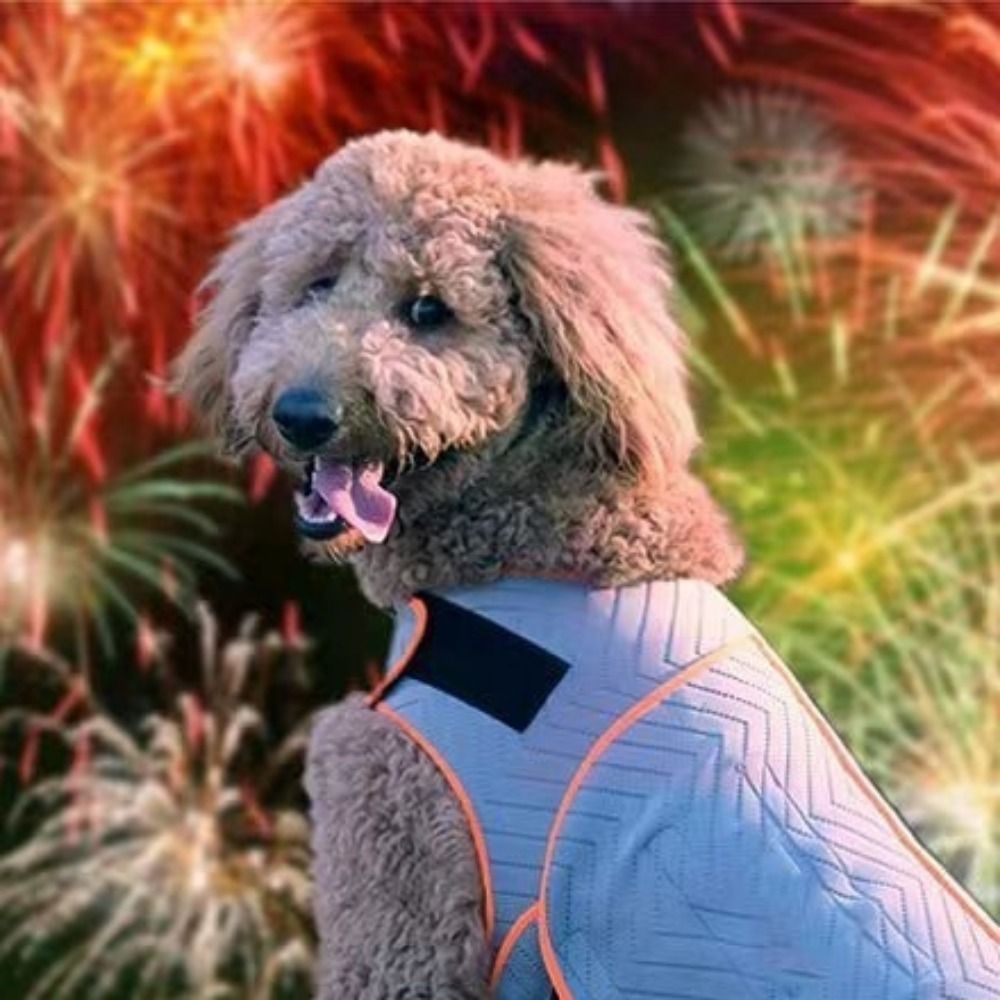 เสื้อกั๊กสำหรับสุนัขลดความวิตก - Dog Anxiety Vest บทวิจารณ์และราคา